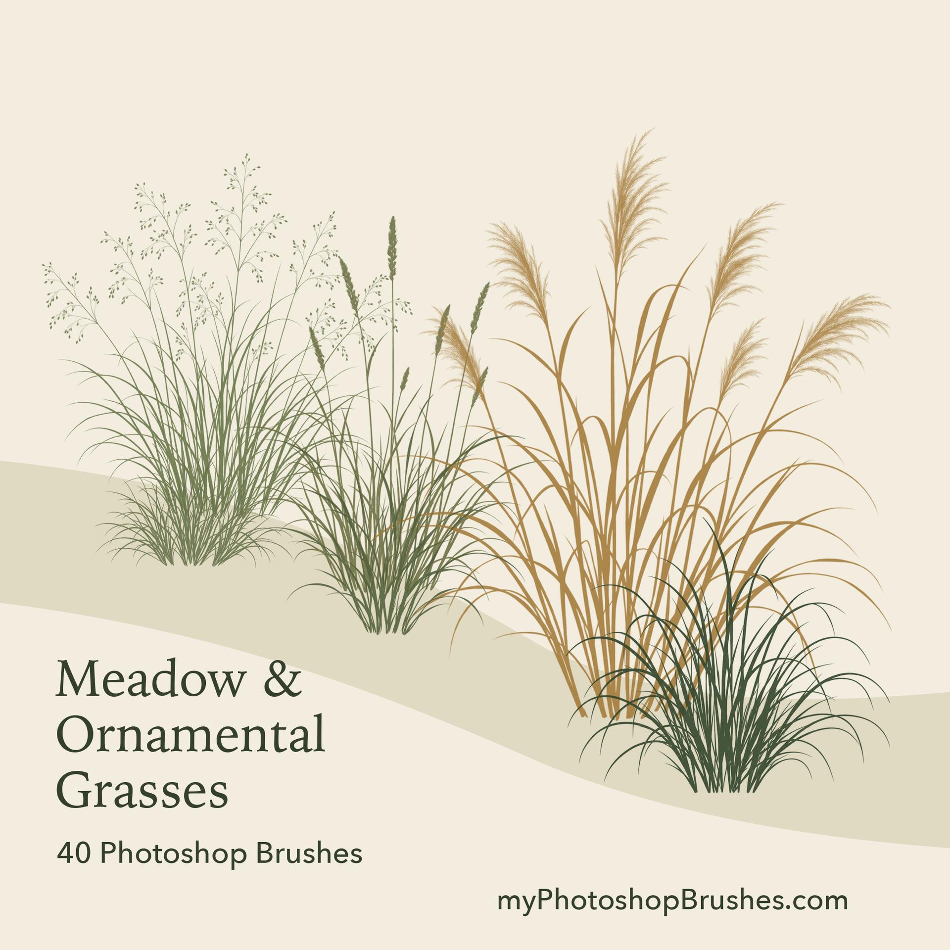 Olive and golden grass clumps follow a curved planting bed on warm ivory, with airy stems behind darker arching leaves and the title in the lower-left opening. 1