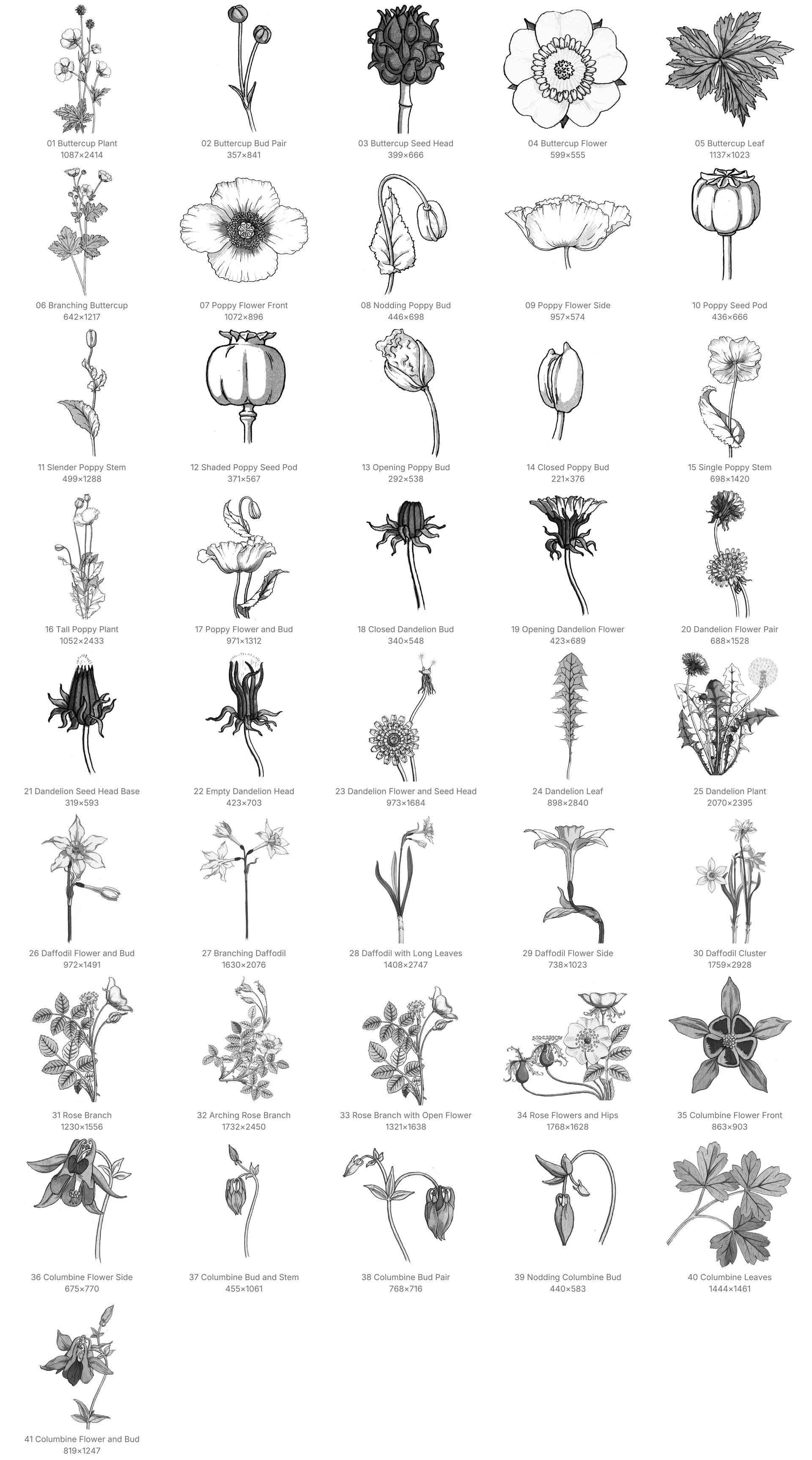 Art Nouveau Plant Procreate Brushes - Schematic