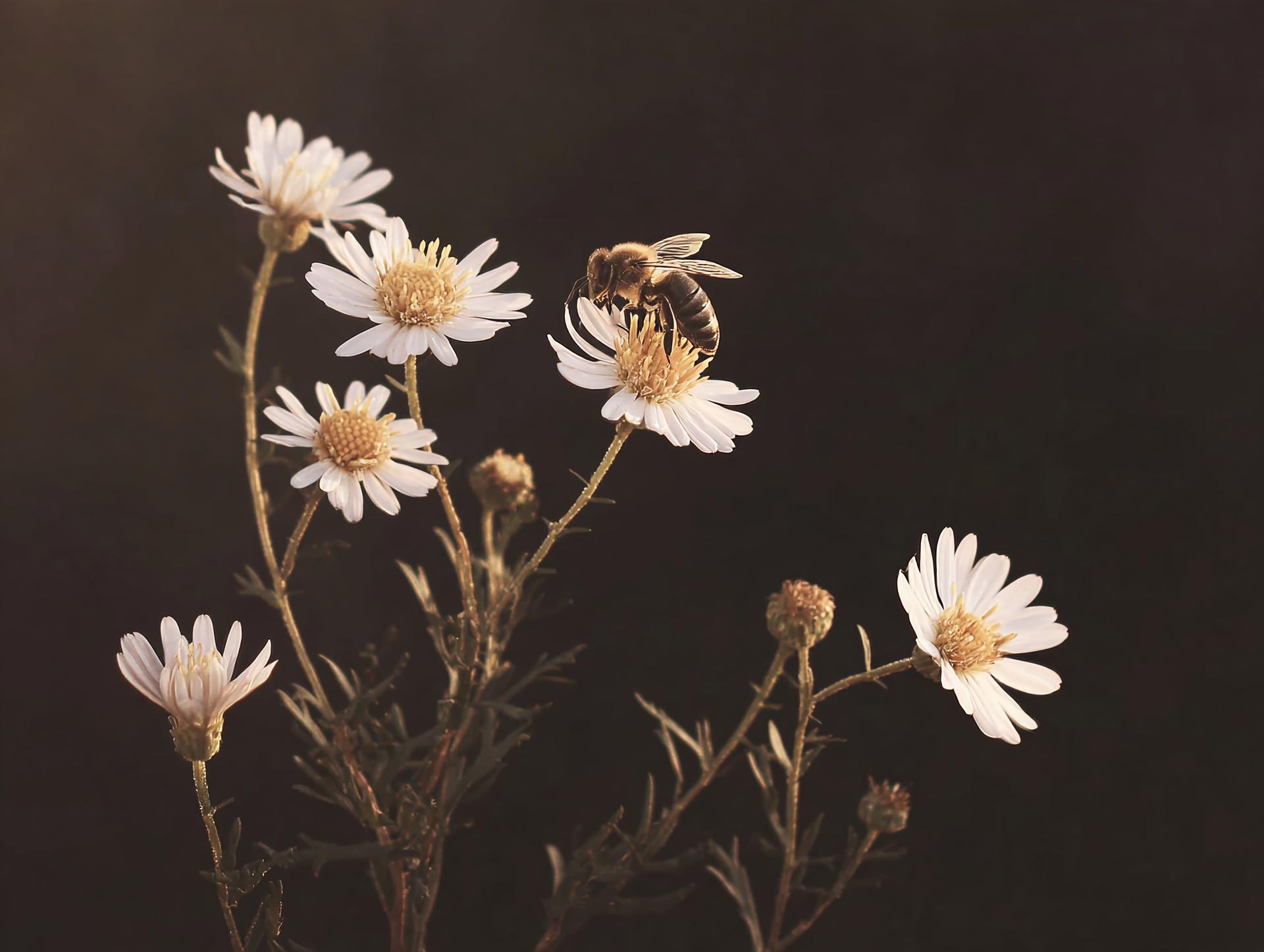 Bee Pollinating Small White Flowers