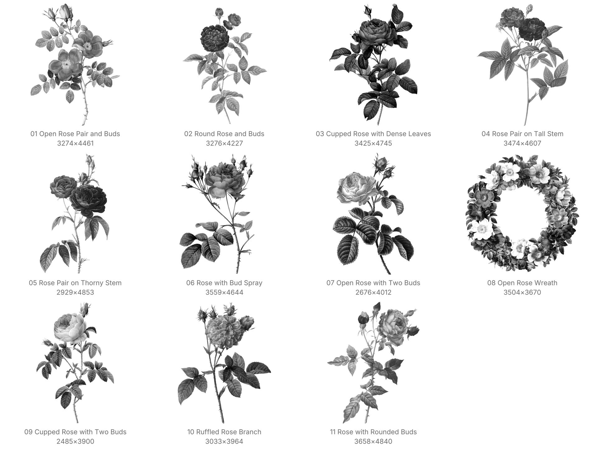 Redoute Rose Procreate Brushes - Schematic