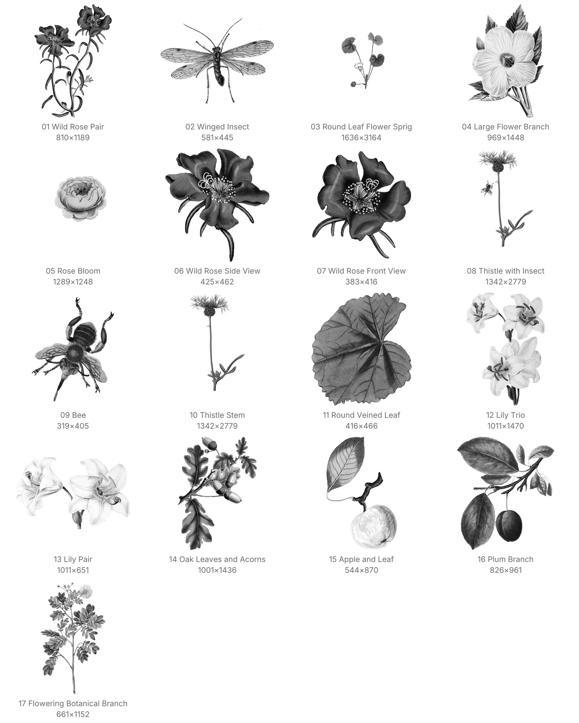 Vintage Botanical Procreate Brushes - Schematic