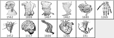 Anatomy brushes - Schematic