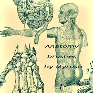 Anatomy Brushes