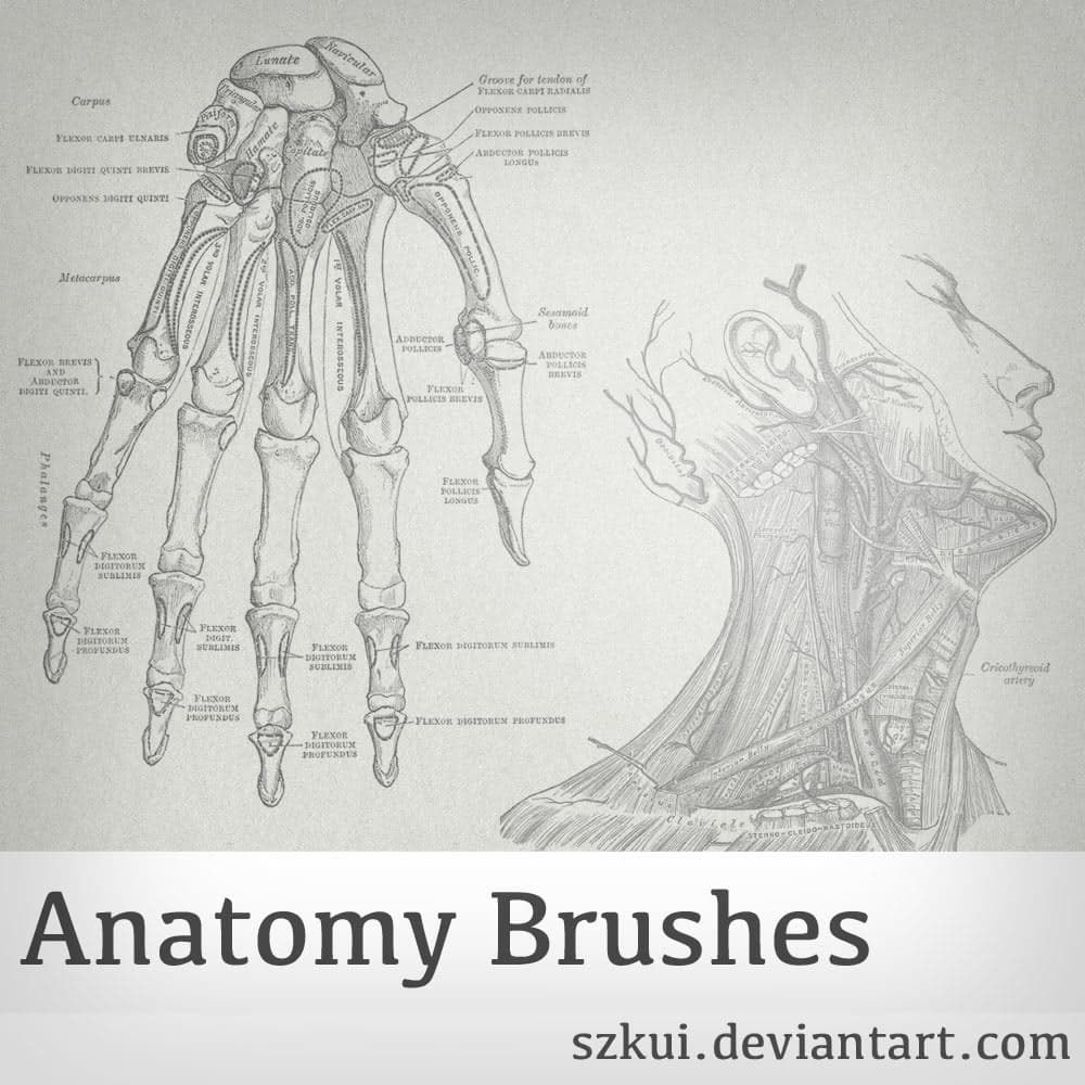 Human Skeleton Brushes