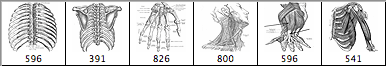 Human Skeleton Brushes - Schematic