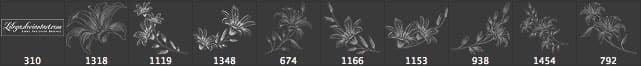 Lilies Flowers Brushes - Schematic