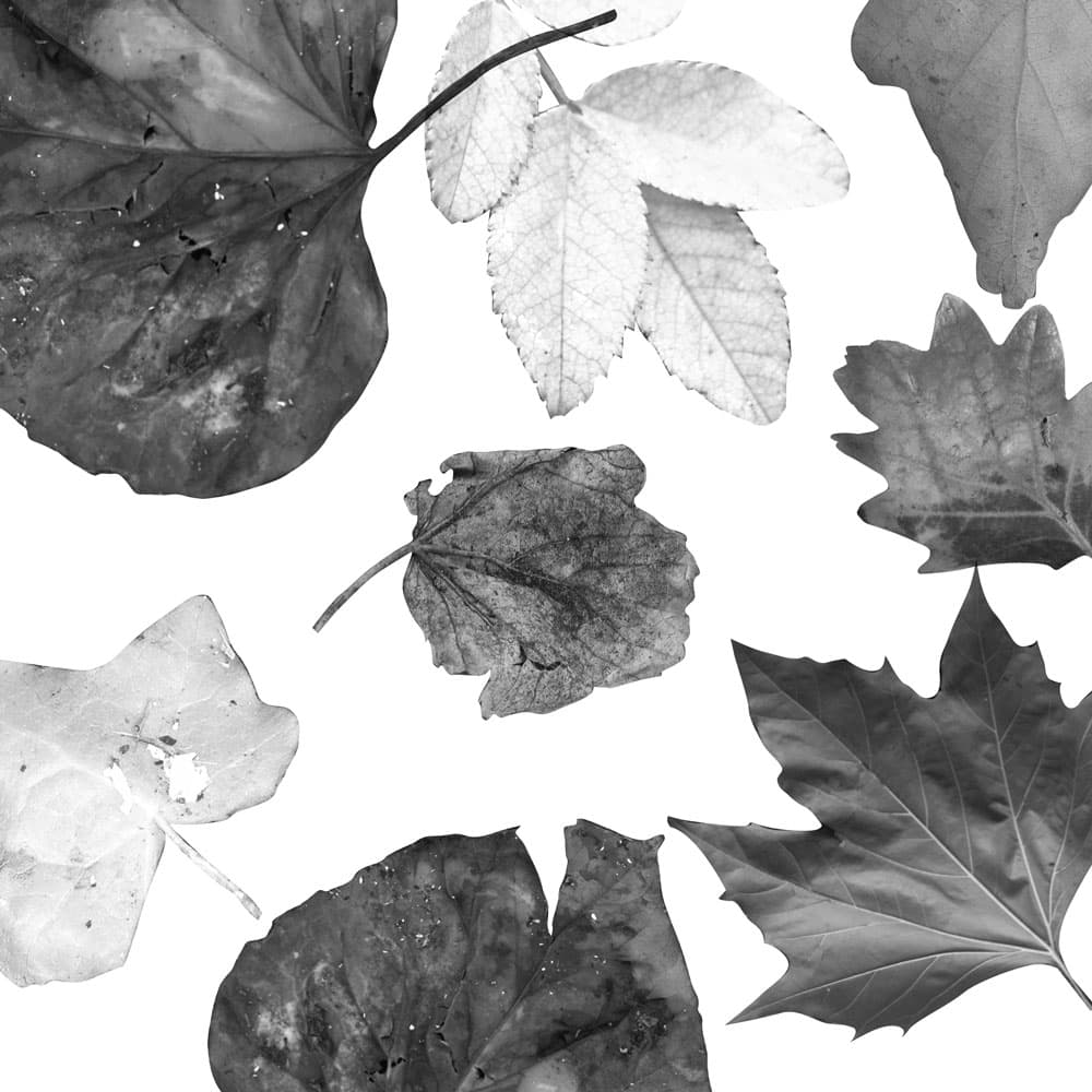 Free Photoshop Leaves Brushes