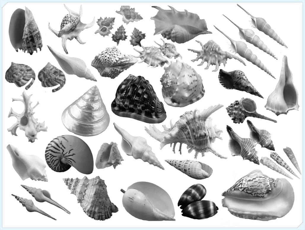 30+ Conch and Shell Photoshop Brushes