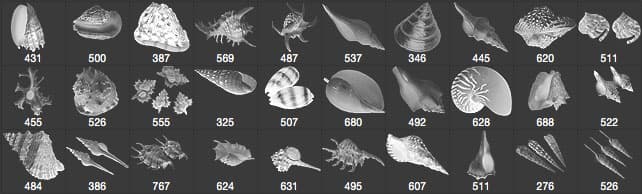 30+ Conch and Shell Photoshop Brushes - Schematic