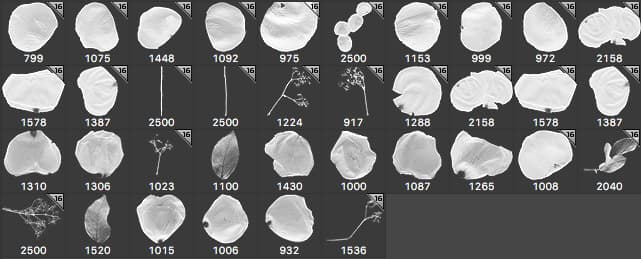 Rose Petals Brushes - Schematic
