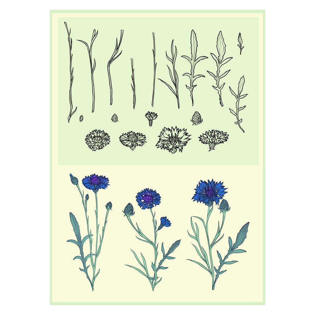 Cornflower Creator Brushes