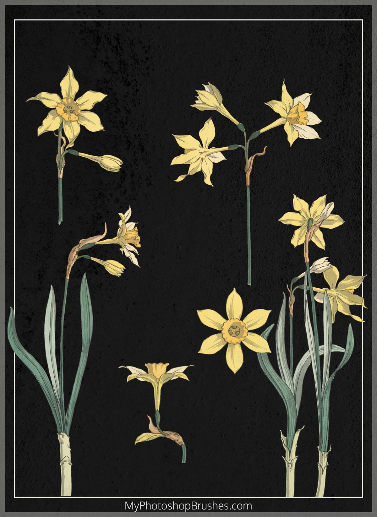 Narcissus Free PSD