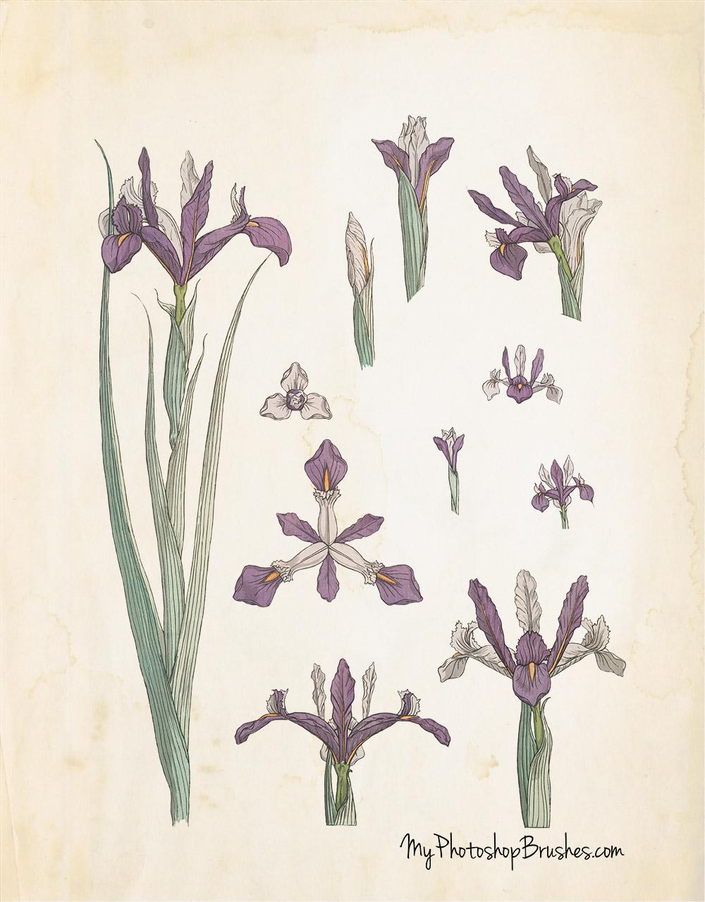 Iris Flowers Free PSD