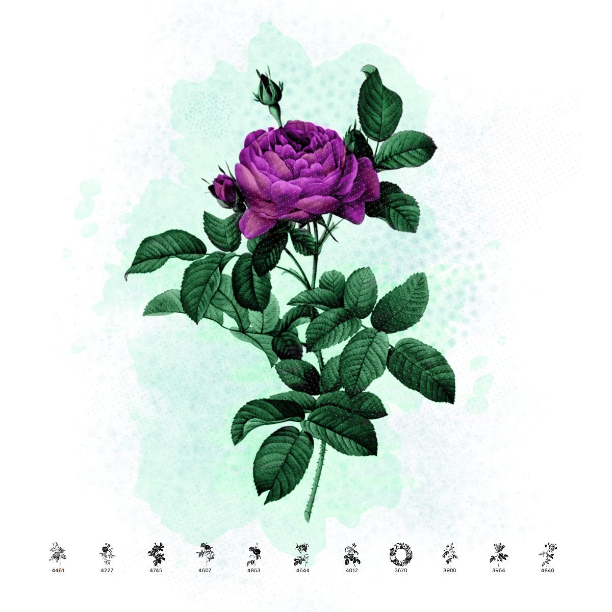 11 Retro Roses Brushes
