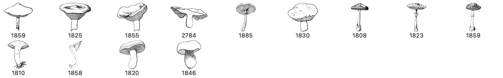 Vintage Mushrooms Brushes - Schematic