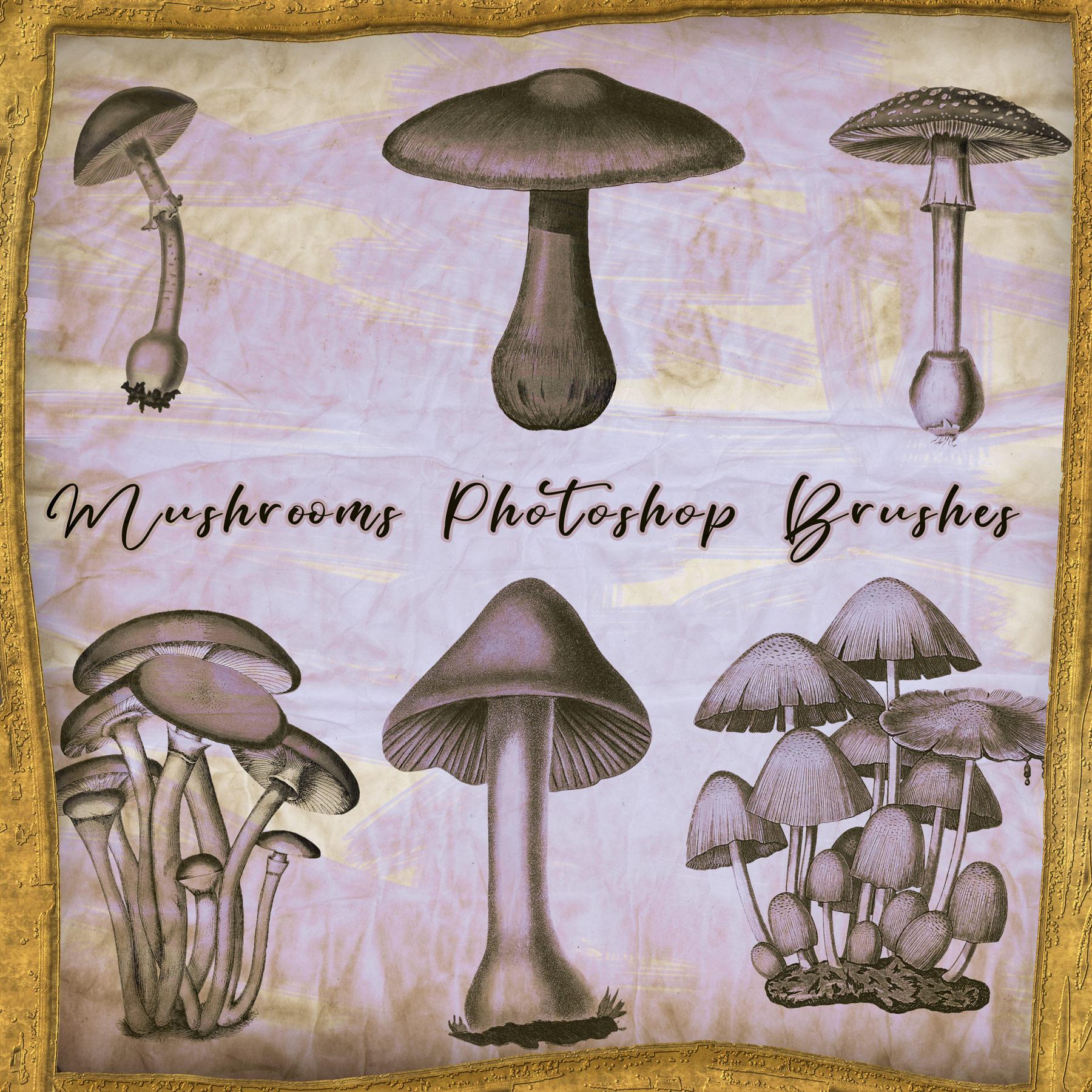 Mushrooms Treasures from the Forest