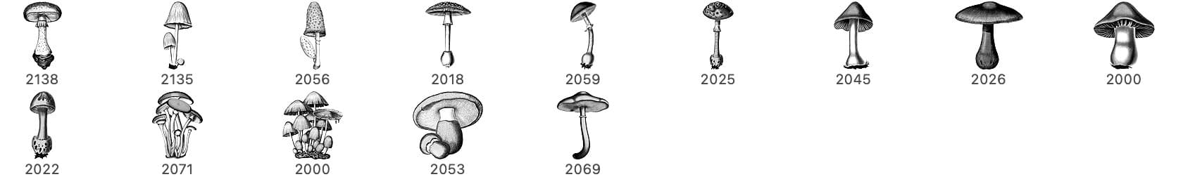 Mushrooms Treasures from the Forest - Schematic
