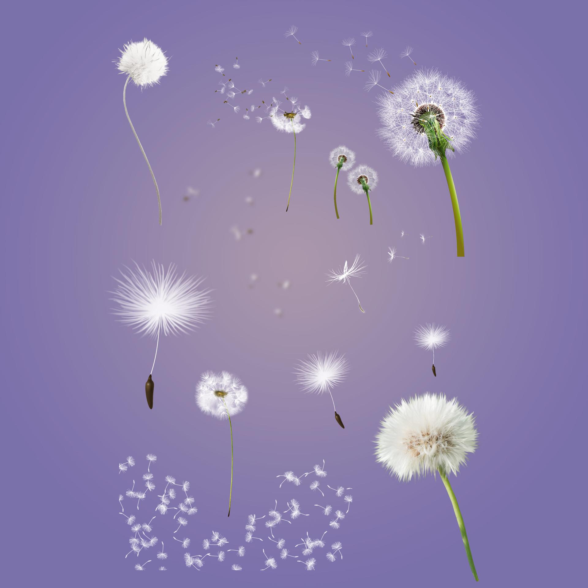 Dandelion Free PSD - Preview 1