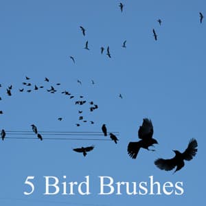 5 New Bird Brushes