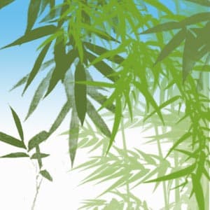Bamboo