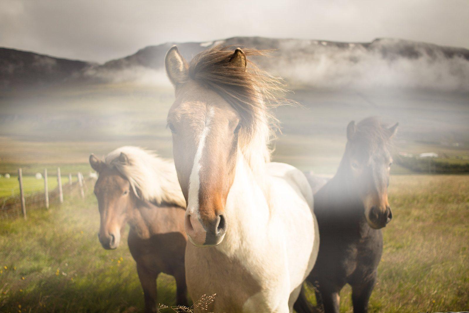 Icelandic horses in a field, with fog banked along the ridge behind them and a thin veil across the foreground